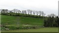 J5254 : Partially reclaimed inter-drumlin wetland opposite Mill Hill by Eric Jones