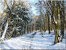 NS9264 : Woodland path, Polkemmet Country Park by Alan O'Dowd