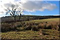 Farmland in Brisbane Glen