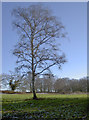 A tree in the middle of the fort