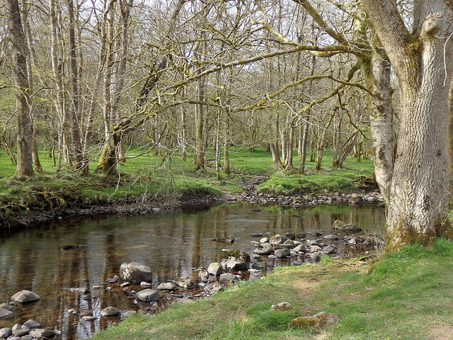 Broadleaf woodland by the Afon Mellte