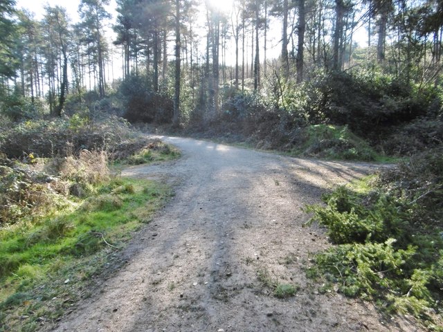 Puddletown Forest, forestry crossroads