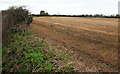 Arable field near Leeches Farm