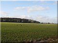 Arable field, Cresswell