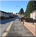 Evergreen trees, Monnow Way, Bettws, Newport