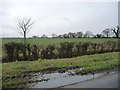 Trees along Bellasize Drain