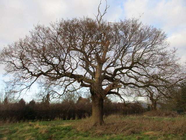Oak tree at Barnoldby le Beck