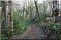 Woodland Track