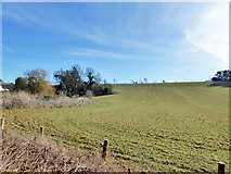 TR0458 : Field south of Kit Hill (lane) by Robin Webster