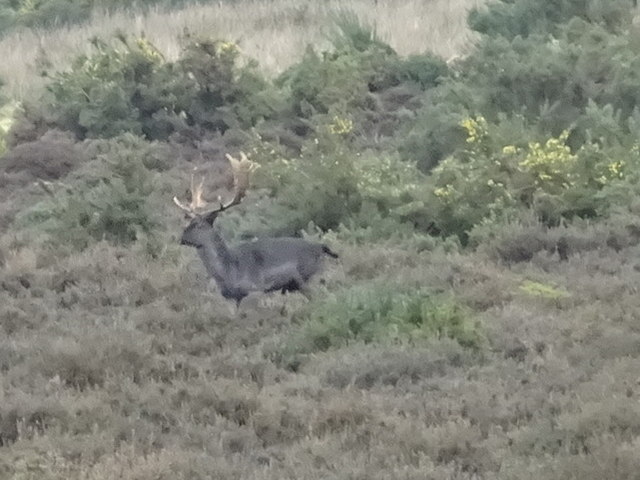 Fallow Deer Stag in the quarry