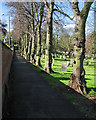 Nottingham General Cemetery: morning shadows and a line of trees