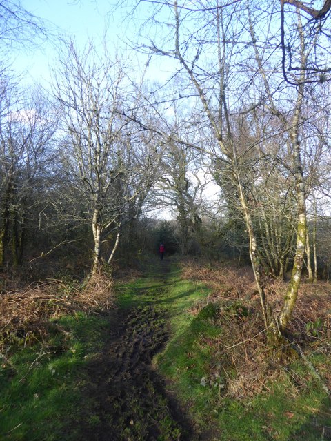 Footpath in woods on Neadon Cleave