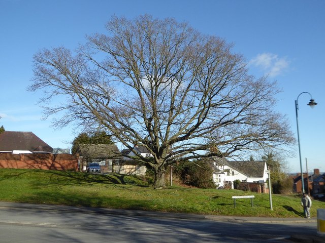 Tree beside Barnards Green Road