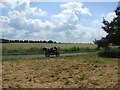 Field, motorcycle and pollen beetles