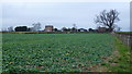 Field of oilseed rape