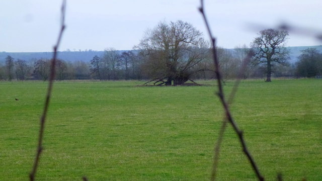 Grassland on the Arrow flood plain