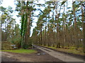 Passing Lowicks on a path through Frensham Common