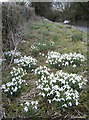 Snowdrops by the Cross Hands