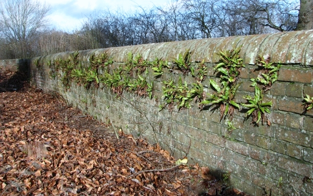Hart's tongue fern (Asplenium scolopendrium) growing on a wall