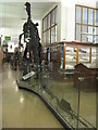 TL4558 : Iguanodon at the Sedgwick Museum by M J Richardson