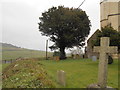 Yew tree in St Giles Churchyard