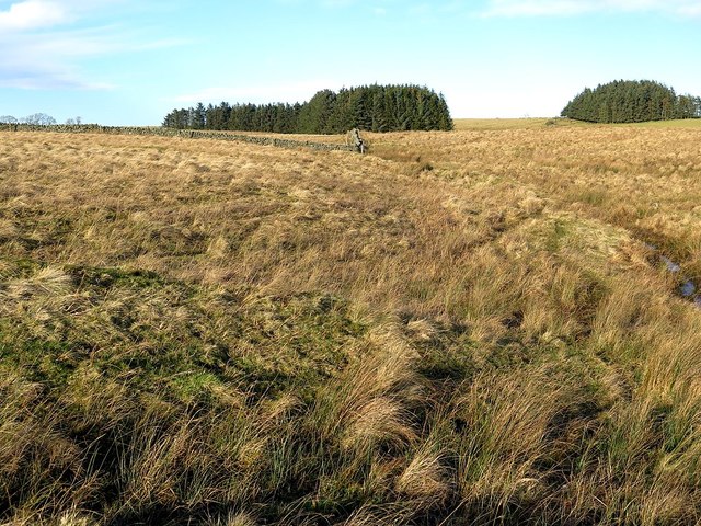 Rough grassland north-east of Dam Plantation