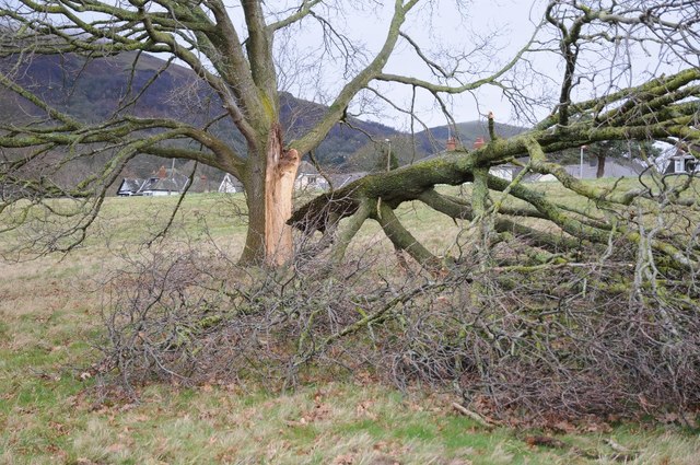 Partially fallen tree