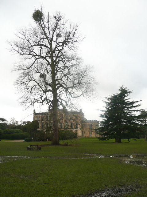 Lime tree with mistletoe, Elvaston Castle Country Park