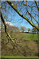 Valley near Coombe Farm