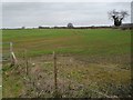 Farmland on the west side of Puxley Road