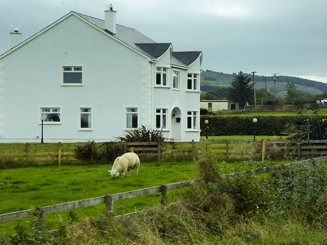 Sheep Grazing next to a House at Mullins