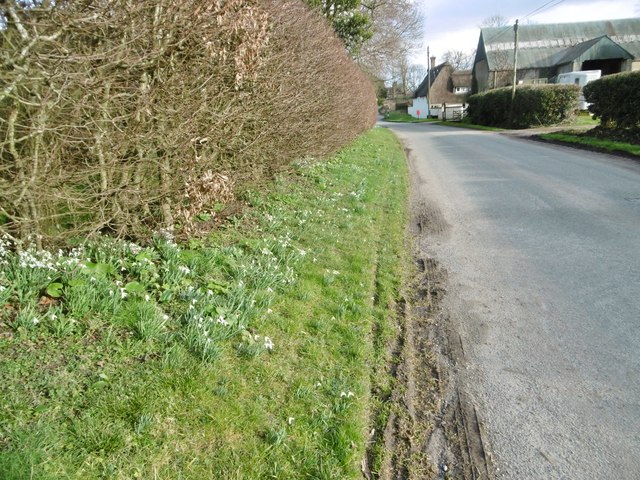Affpuddle, snowdrops