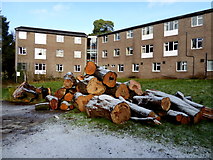 H4772 : Large logs, T & F Hospital Grounds by Kenneth  Allen