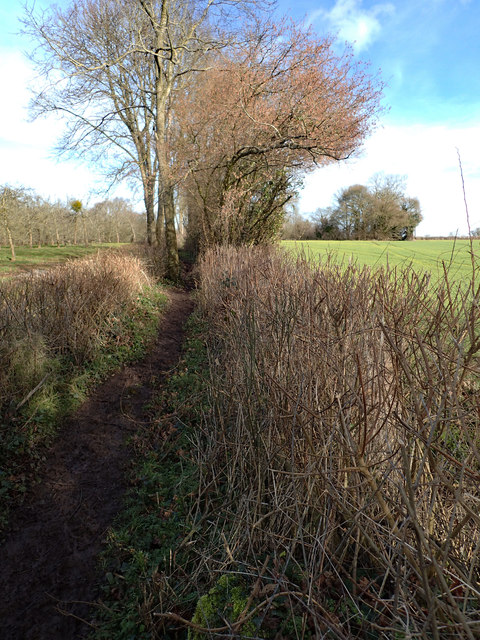 Double hedge footpath near Amberd House