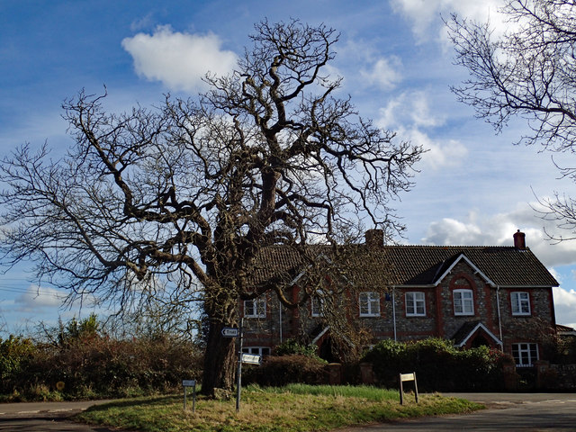 The old tree at Brown's Elm