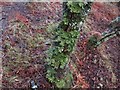 NM6578 : 'Oak leaves' on a scrub birch near Port Aid an Iasgaich by Uig by ian shiell