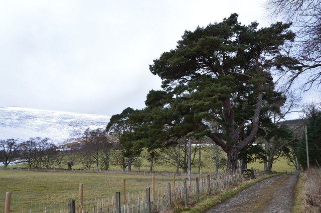 Scots Pine by the Drove Road, The Glen © Jim Barton :: Geograph Britain ...