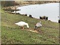 SJ7948 : Domestic-type Greylag Geese at Bateswood Country Park by Jonathan Hutchins