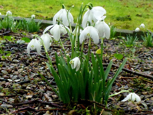Snowdrops on a grave at Cotheridge
