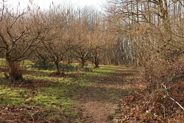 Orchard near Bentinck Farm