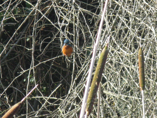 Royal Botanic Kingfisher © M J Richardson :: Geograph Britain and Ireland