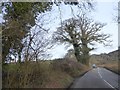 Trees by B3226 east of Pulland