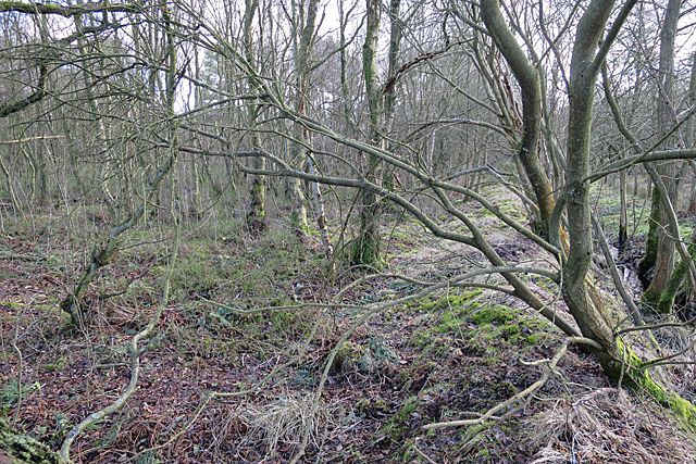 Hermand Birch Wood © Anne Burgess :: Geograph Britain and Ireland