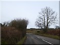 Lone tree by entrance to Holworthy