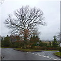 Oak tree on the junction