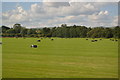 Bales near Pewsey