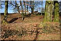 Woodland below Coles Farm House