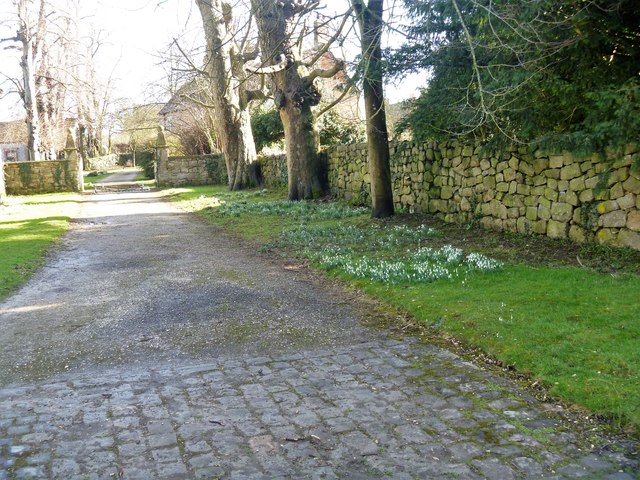 Snowdrops by the drive