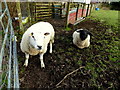 Friendly sheep, Mountfield