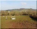 Sheep pasture, south of Church Green